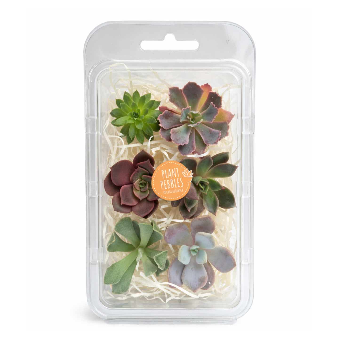 PlantPebbles - Assorted Succulents - 6 Cuttings