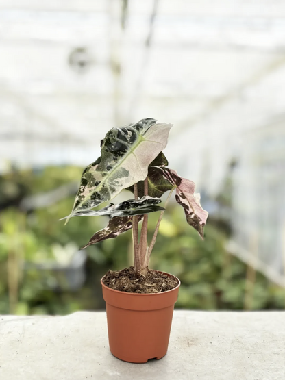 Alocasia Polly Variegata Pink