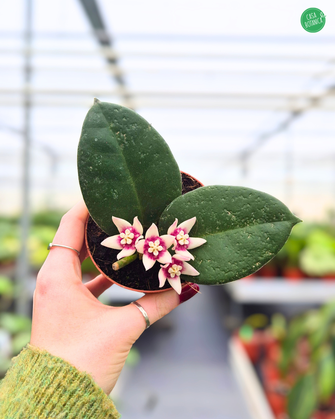 Hoya Calycina