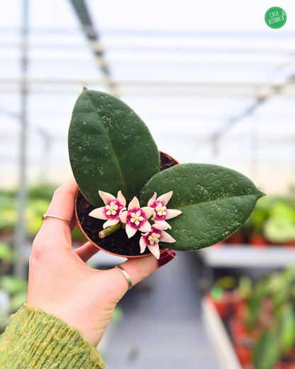 Hoya Calycina