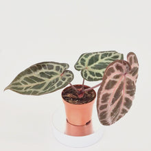 DocBlock Anthurium Red Crystal® '12' X Angela® '35' *3