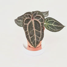 DocBlock Anthurium Minerva® '20' X Michelle® '10' *2