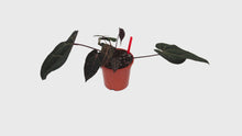 DocBlock Anthurium Red Velvet Cake® '24' X Black Widow® '13' *4
