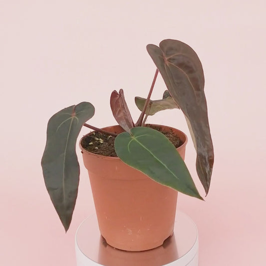 DocBlock Anthurium Minerva® '20' X Red Velvet Cake® '24' *1