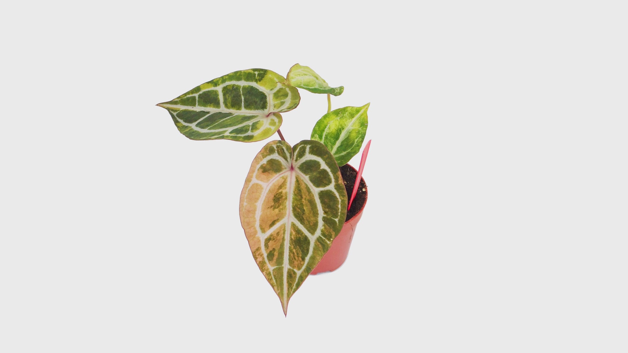 DocBlock Anthurium Michelle® Variegata *1