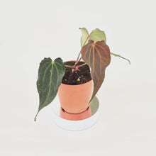 DocBlock Anthurium Black Widow® '43' X Red Velvet Cake® '24' *2