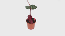DocBlock Anthurium Zara® '14' X Home, Sweet Home® '32' *1