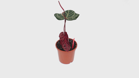 DocBlock Anthurium Zara® '14' X Home, Sweet Home® '32' *1