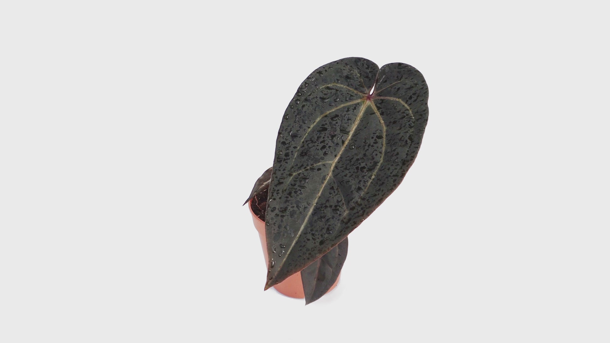 DocBlock Anthurium Minerva® '20' X Red Velvet Cake® '24' *1