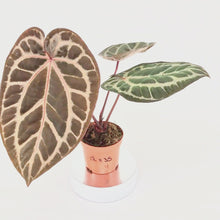 DocBlock Anthurium Red Crystal® '12' X Angela® '35' *4