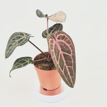 DocBlock Anthurium Minerva® '20' X Michelle® '10' *5