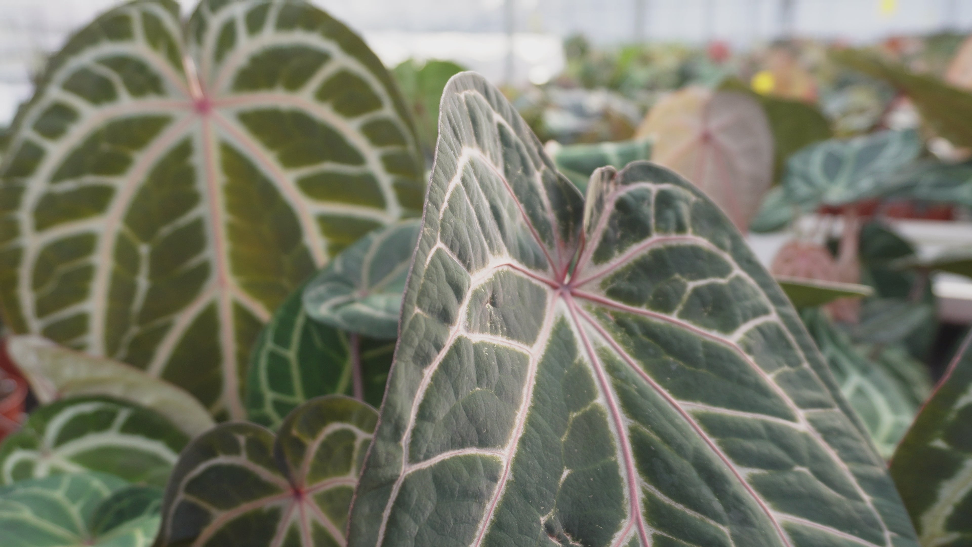 Charger la vidéo : Ignite theme