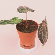 DocBlock Anthurium Brown Derby® '39' X Home, Sweet Home® '32' *1