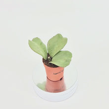Hoya Kerrii Silver *1