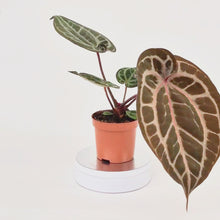 DocBlock Anthurium Michelle® '1' X DocBlock Zara® '3' *2