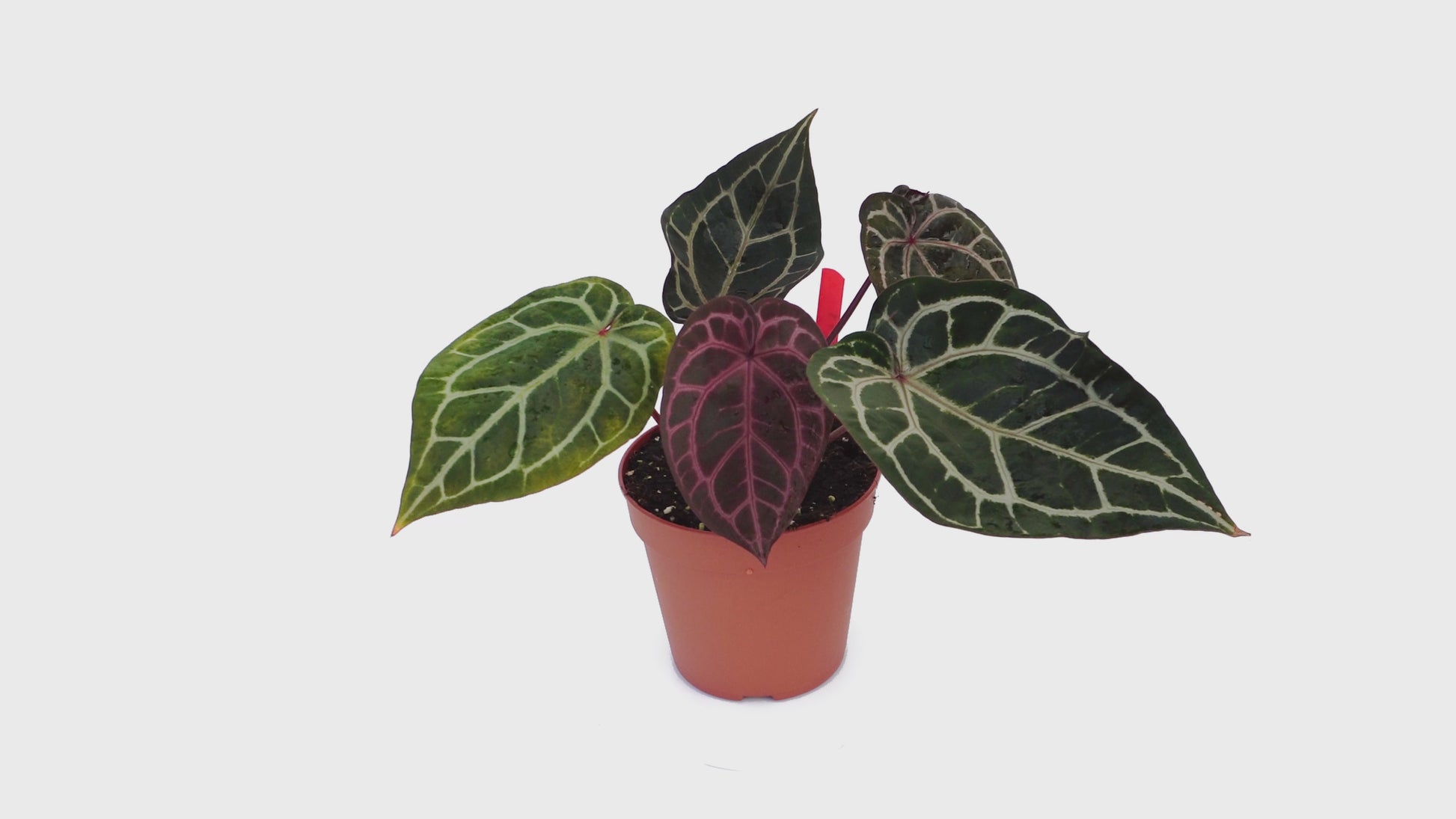 DocBlock Anthurium Zara® '33' X Brown Derby® '29' *1