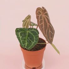 DocBlock Anthurium Zara® '29' X Purple Rain® '27' *5