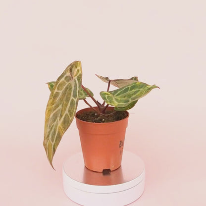 DocBlock Anthurium Crystallinum® '8' x Zara® '12' Variegata *1