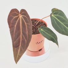 DocBlock Anthurium Black Widow® '13' X Red Velvet Cake® '24' *1