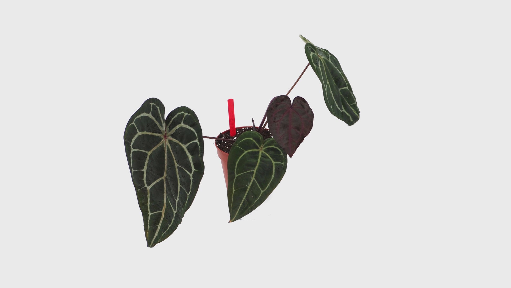 DocBlock Anthurium Zara® '29' X Zara® '3' *1