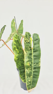 Philodendron Billitiae Variegata *1