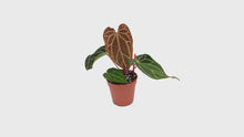 DocBlock Anthurium Michelle® '1' X Black Widow® '13' *12