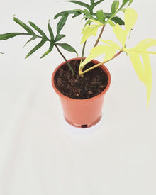 Philodendron Florida Beauty X Polypodioides