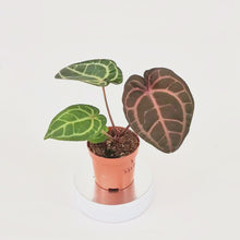 DocBlock Anthurium Zara® '33' X Brown Derby® '29' *3