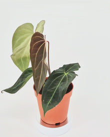 DocBlock Anthurium Black Widow® '43' X Red Velvet Cake® '24' *5