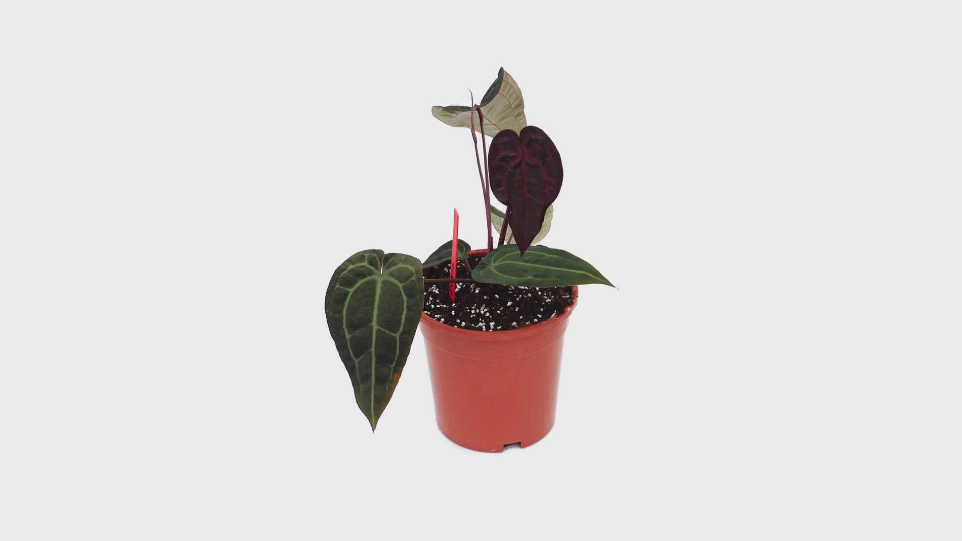 DocBlock Anthurium Red Velvet Cake® '24' X Black Widow® '13' *3