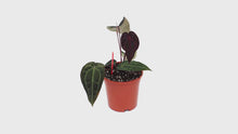 DocBlock Anthurium Red Velvet Cake® '24' X Black Widow® '13' *3