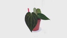 DocBlock Anthurium Michelle® '1' X Black Widow® '13' *8
