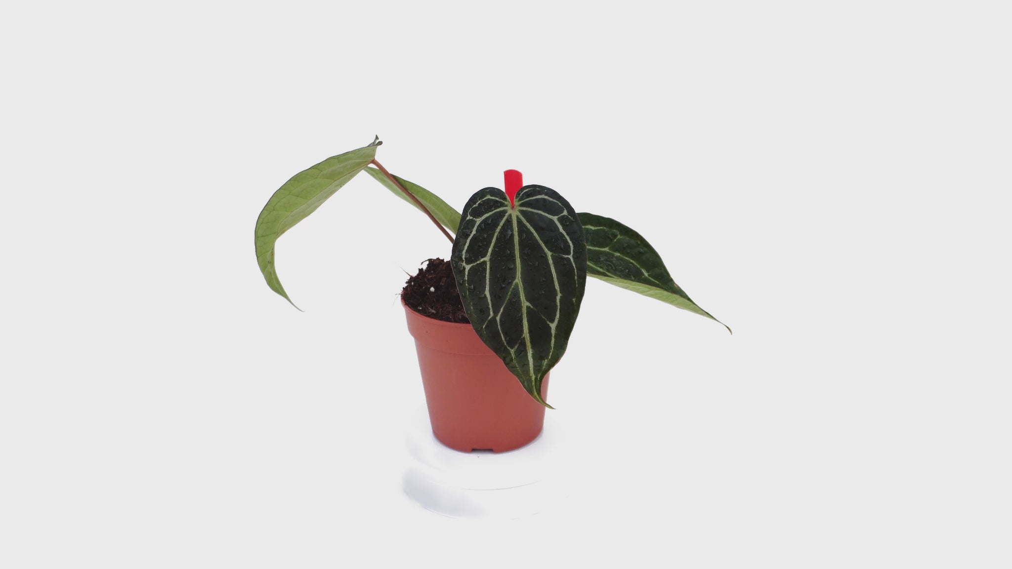 DocBlock Anthurium Michelle® '1' X Black Widow® '13' *4