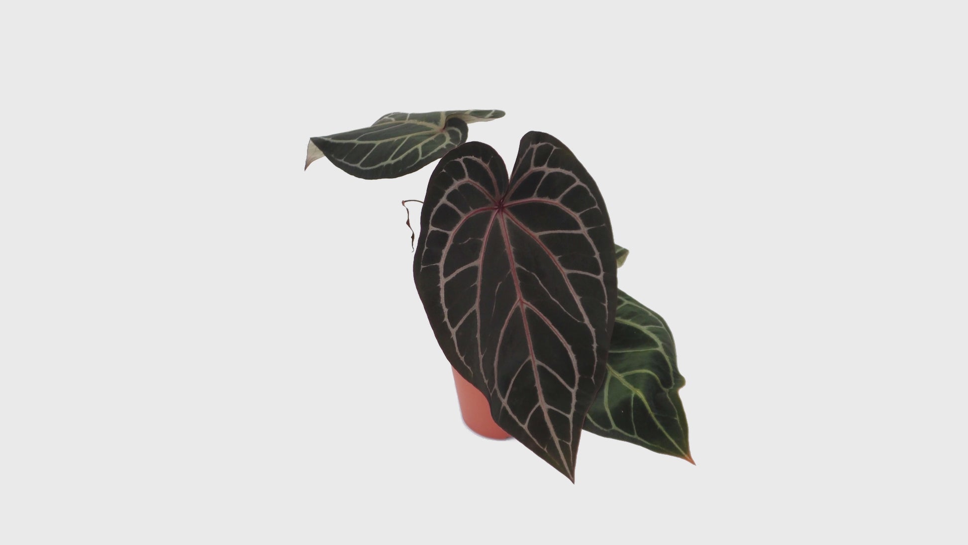 DocBlock Anthurium Red Velvet Cake® '24' X Home Sweet Home® '32' *1