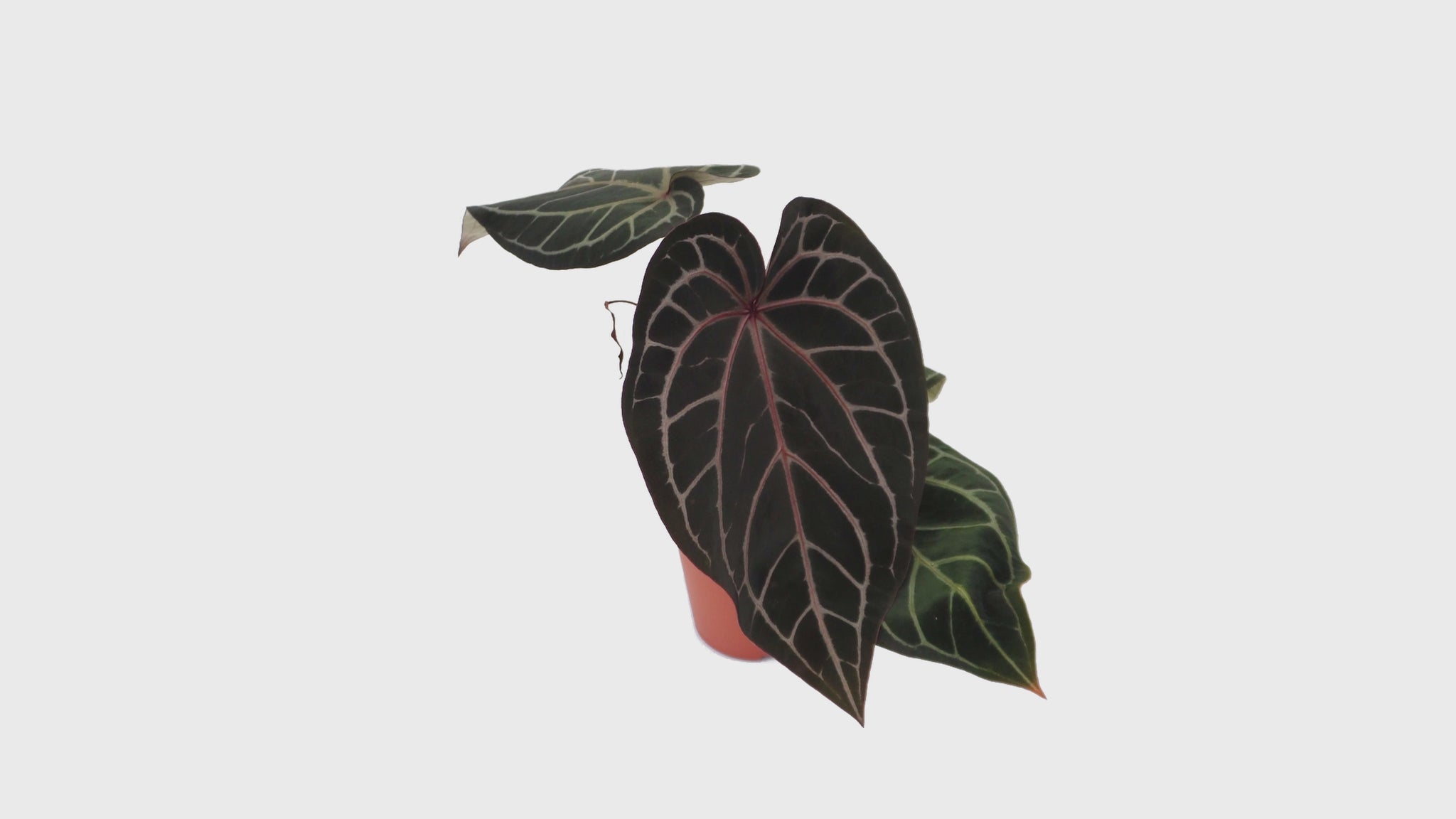 DocBlock Anthurium Red Velvet Cake® '24' X Home Sweet Home® '32' *1