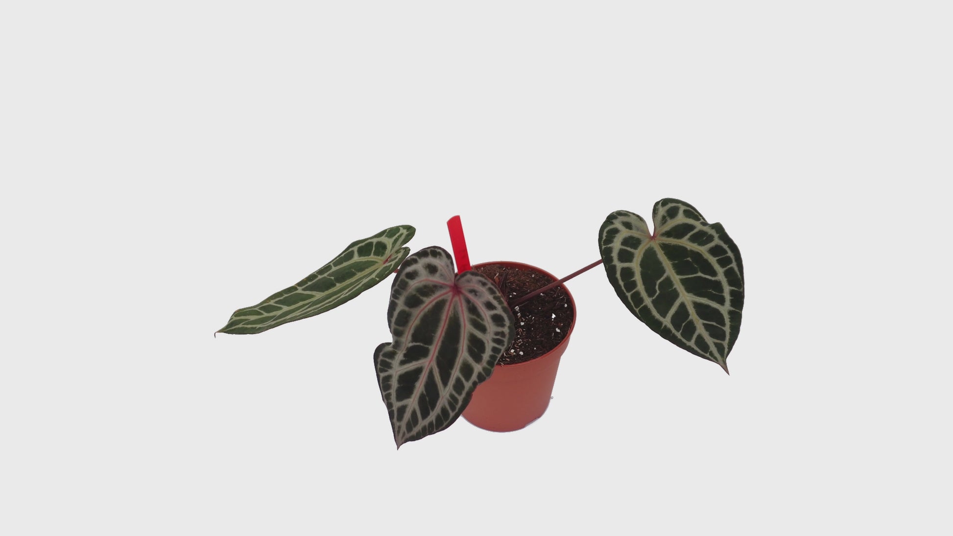 DocBlock Anthurium Michelle® '1' X Zara® '3' *1