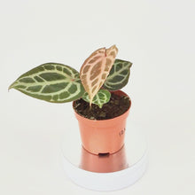 DocBlock Anthurium Red Crystal® '12' X Angela® '35' *2