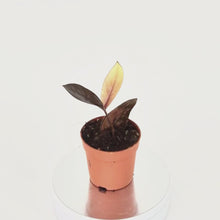 Zamioculcas Black Pink Orange LIVE SALE 1