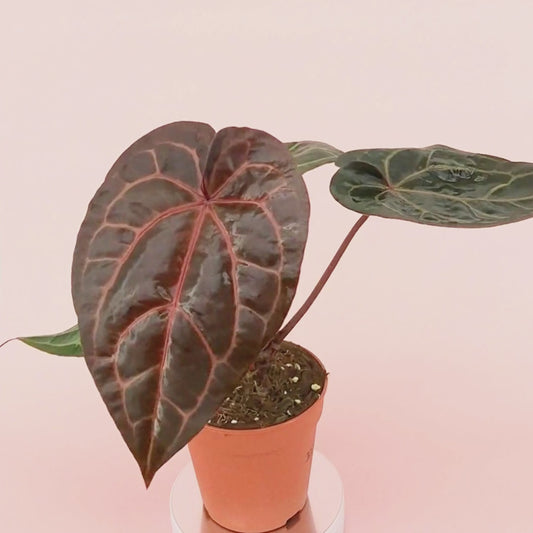 DocBlock Anthurium Home, Sweet Home® '32' X Red Velvet Cake® '24' *4