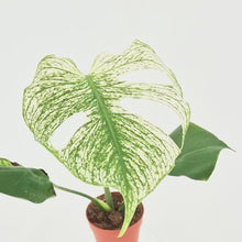 Monstera Devil Monster