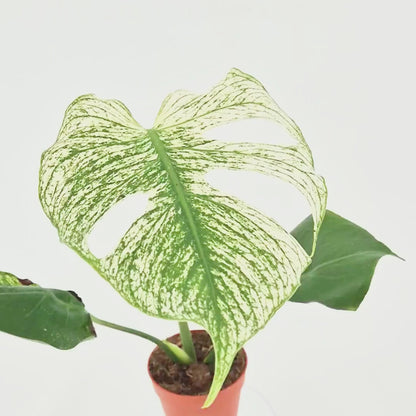 Monstera Devil Monster
