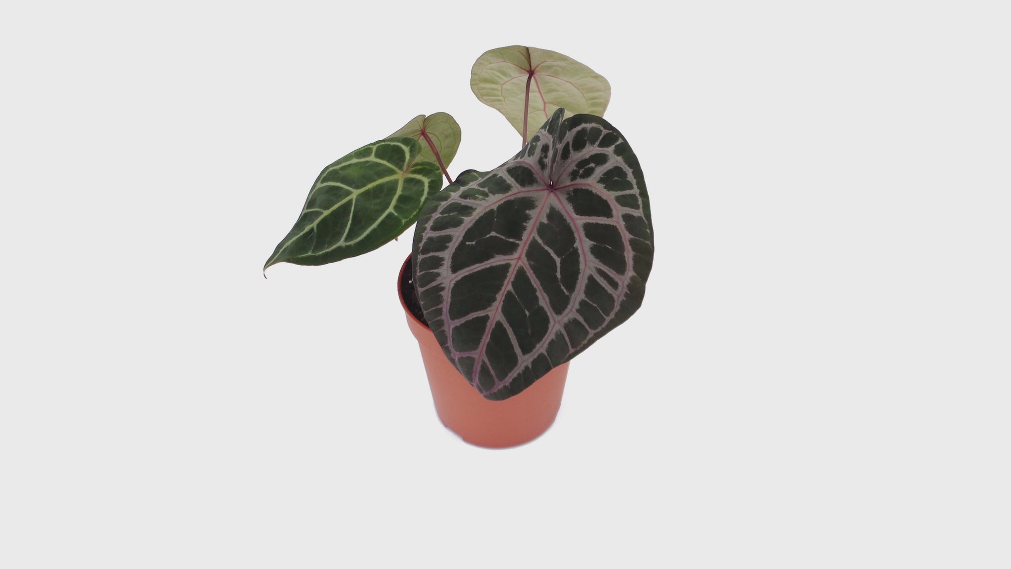 DocBlock Anthurium Zara® '26' X Michelle® '23' *2