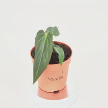 DocBlock Anthurium Black Widow® '43' X Red Velvet Cake® '24' *1