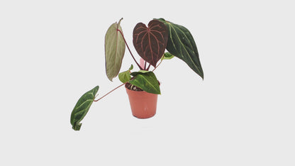 Ausgewählte DocBlock-Anthurium Michelle® '1' X Black Widow® '13' *8