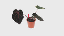 DocBlock Anthurium Red Velvet Cake® '24' X Home Sweet Home® '32' *2
