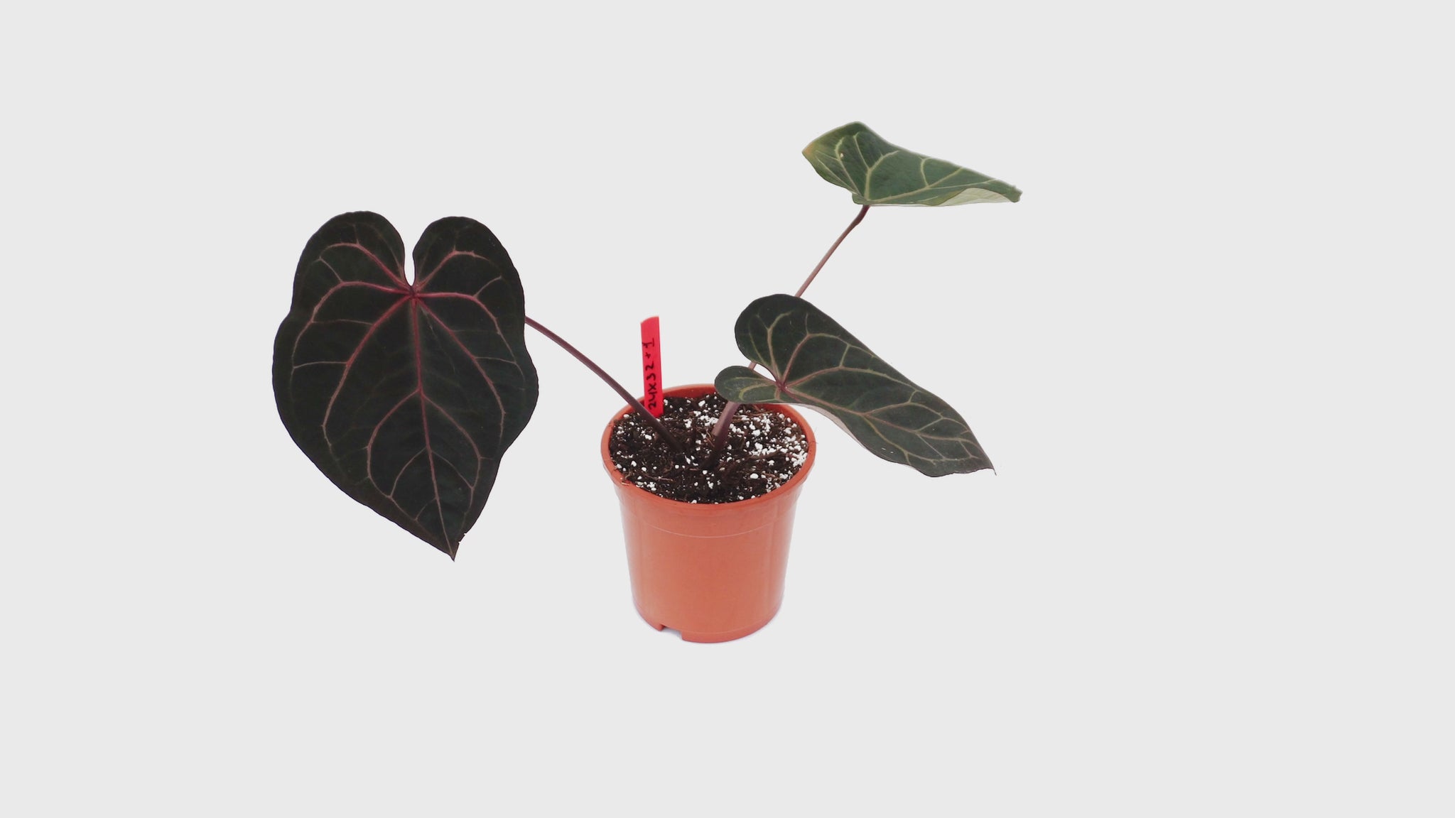 DocBlock Anthurium Red Velvet Cake® '24' X Home Sweet Home® '32' *2
