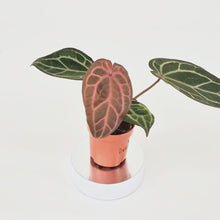 DocBlock Anthurium Crystallinum® '8' x Zara® '12 *1