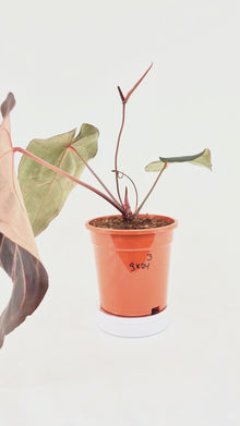 DocBlock Anthurium Dark & Handsome® '9' X Red Velvet Cake® '24' *3