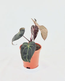 Auswahl des Züchters: DocBlock Anthurium Black Widow® '13' X Red Velvet Cake® '24' X1