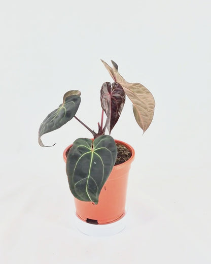 Auswahl des Züchters: DocBlock Anthurium Black Widow® '13' X Red Velvet Cake® '24' X1